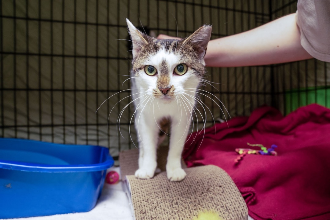 Whitney, an adoptable Domestic Short Hair in Warwick, RI, 02886 | Photo Image 1