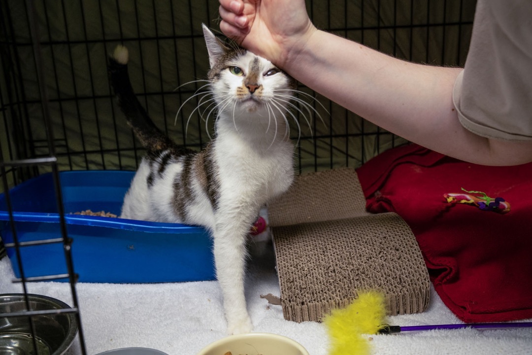 Whitney, an adoptable Domestic Short Hair in Warwick, RI, 02886 | Photo Image 2