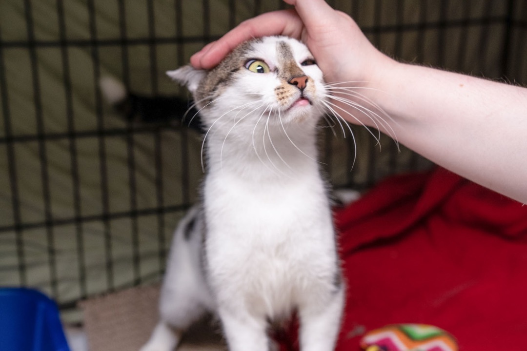 Whitney, an adoptable Domestic Short Hair in Warwick, RI, 02886 | Photo Image 3