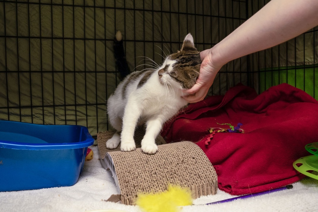 Whitney, an adoptable Domestic Short Hair in Warwick, RI, 02886 | Photo Image 4