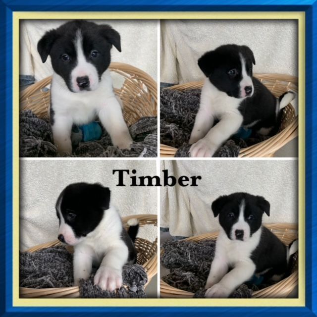 Timber