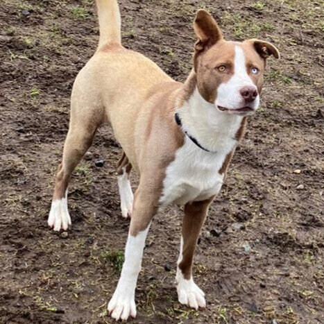 Rusty Red - FOSTER NEEDED!