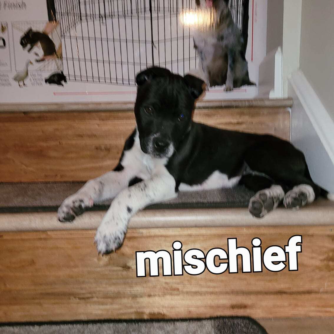 Mischief