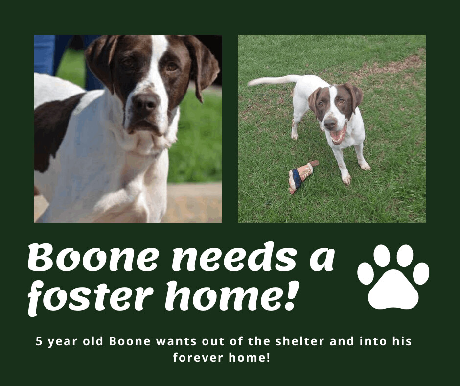Needs Foster Boone (GA)