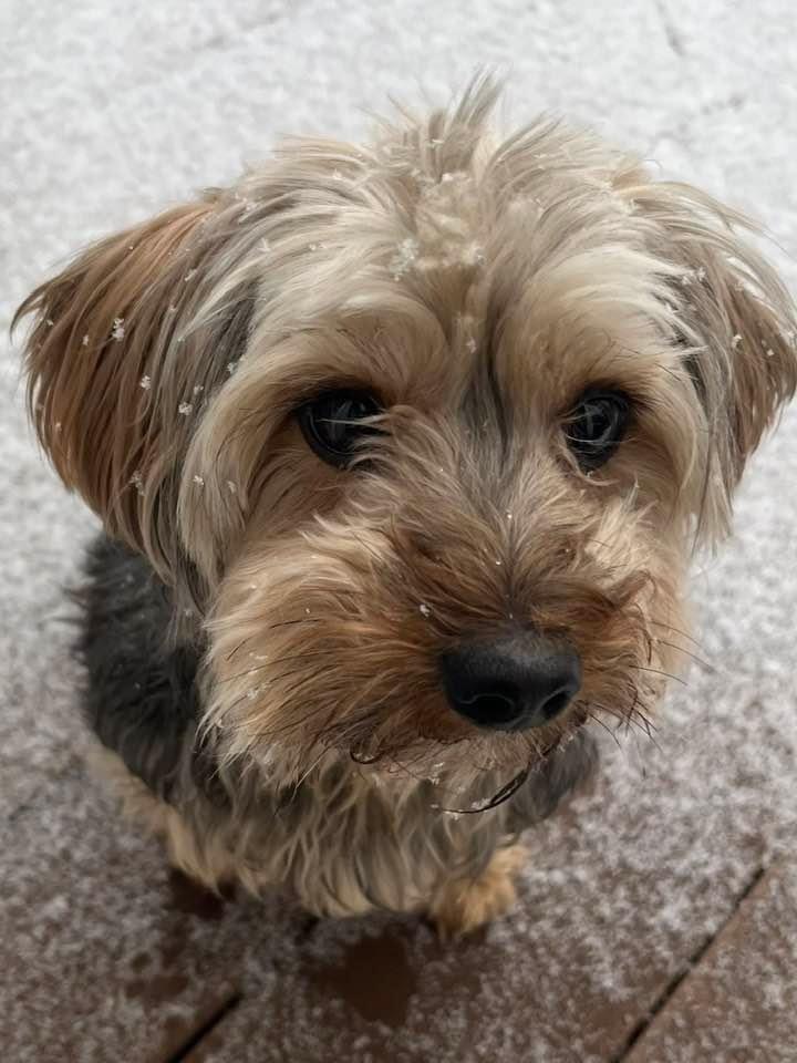 Teddy bear outlet yorkie mix