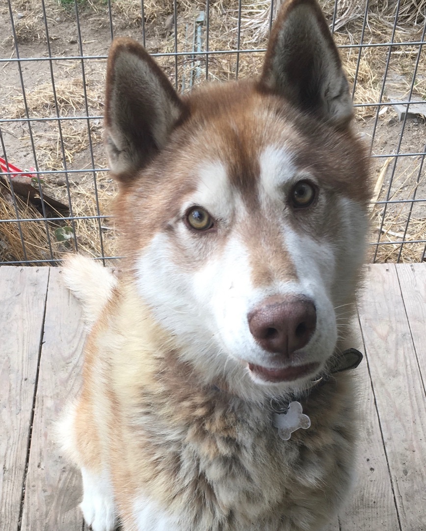 TOBY , an adoptable Husky in Pittsburg, CA, 94565 | Photo Image 1
