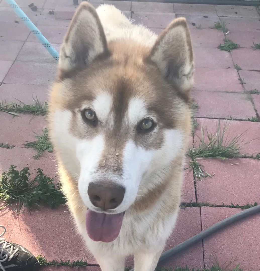 TOBY , an adoptable Husky in Pittsburg, CA, 94565 | Photo Image 2