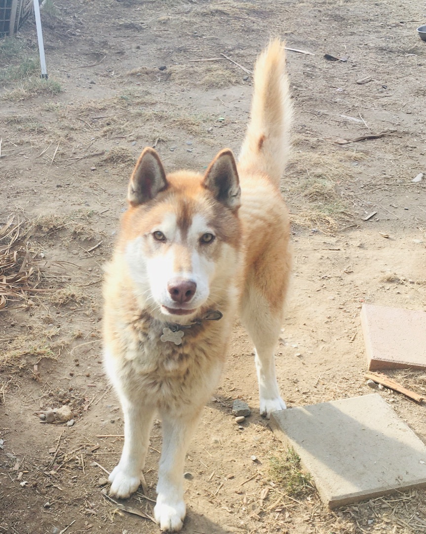 TOBY , an adoptable Husky in Pittsburg, CA, 94565 | Photo Image 3