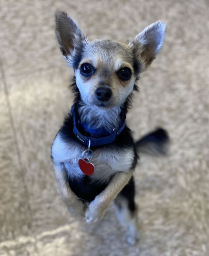 Javier , an adoptable Chihuahua in Los Alamitos, CA_image-3