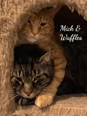 Mick & Waffles, bonded pair