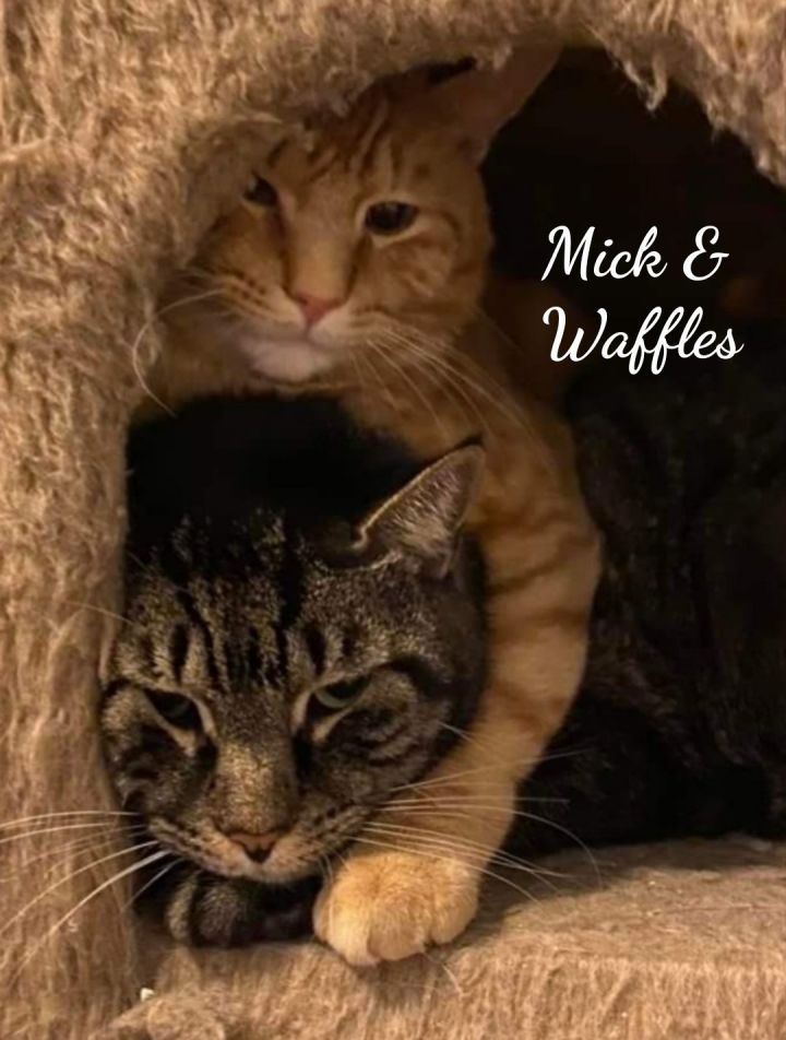 Mick & Waffles, bonded pair, an adoptable Domestic Short Hair in Naugatuck, CT_image-1
