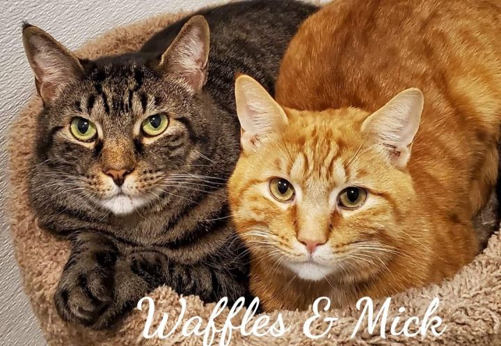 Mick & Waffles, bonded pair 2