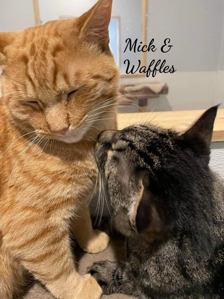 Mick & Waffles, bonded pair, an adoptable Domestic Short Hair in Naugatuck, CT_image-3