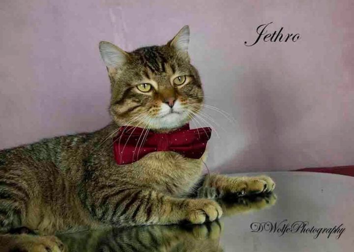 Jethro, an adoptable Tabby in York, NE_image-3