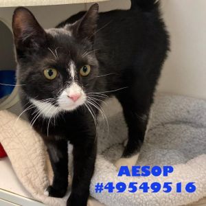 Aesop