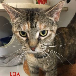 Leia