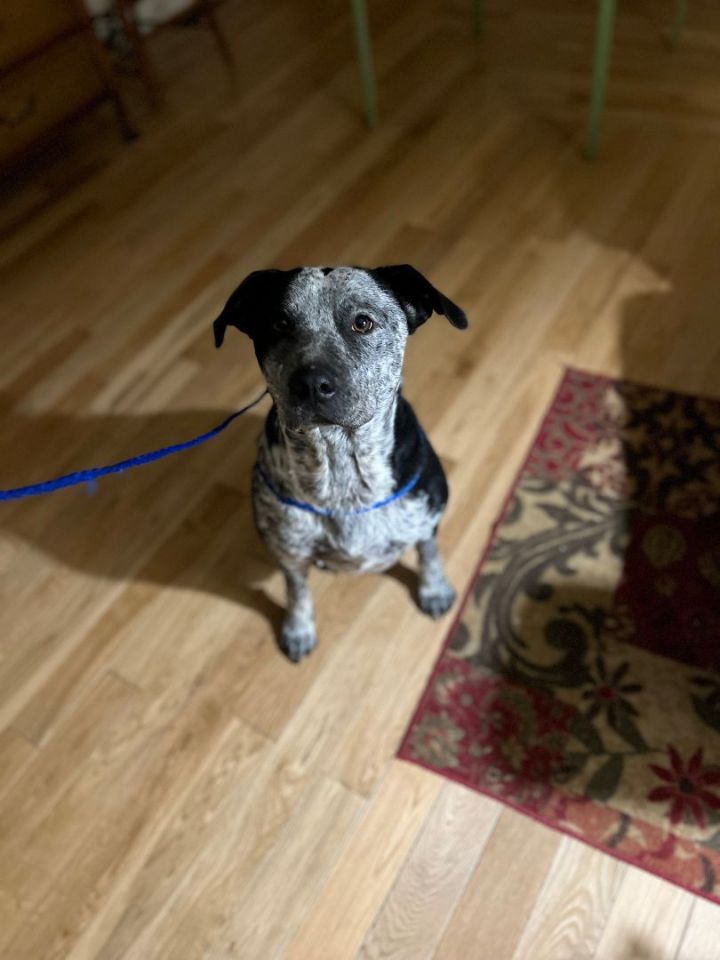 Cara, an adoptable Australian Cattle Dog / Blue Heeler & Terrier Mix in Unionville, CT_image-3