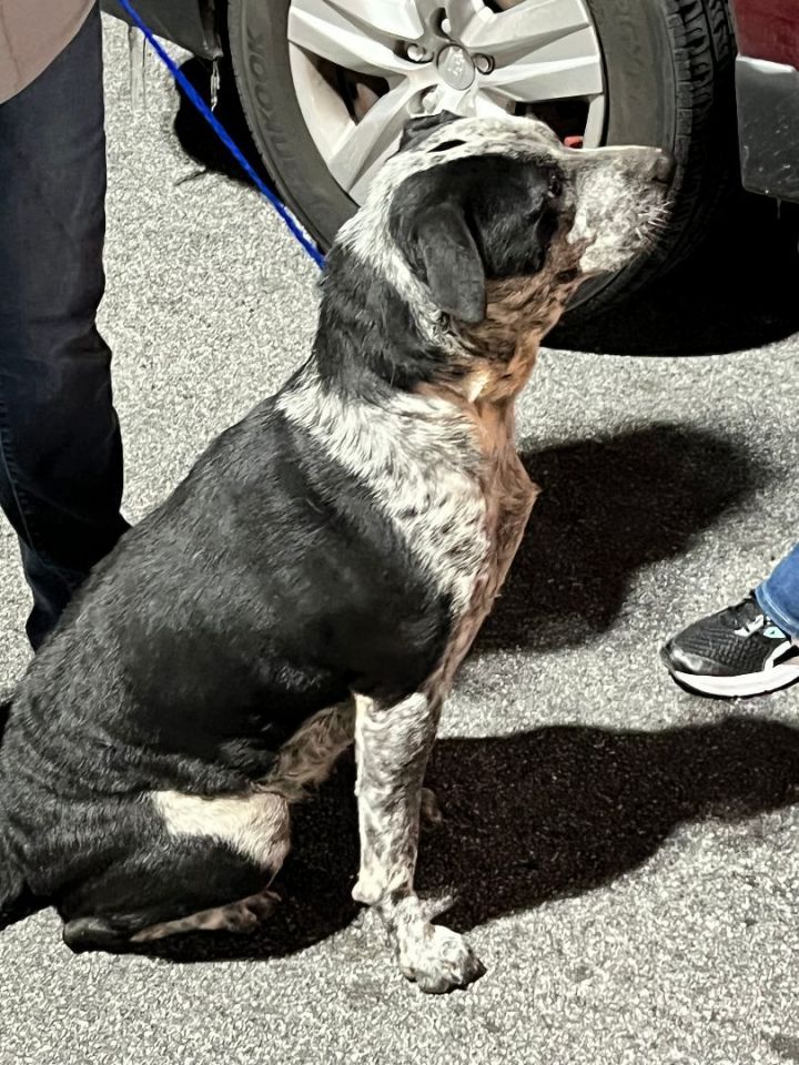 Cara, an adoptable Australian Cattle Dog / Blue Heeler & Terrier Mix in Unionville, CT_image-4