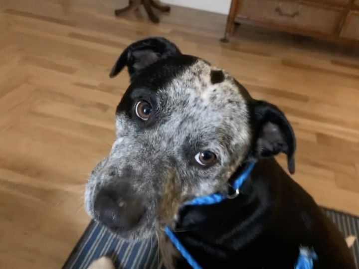 Cara, an adoptable Australian Cattle Dog / Blue Heeler & Terrier Mix in Unionville, CT_image-1