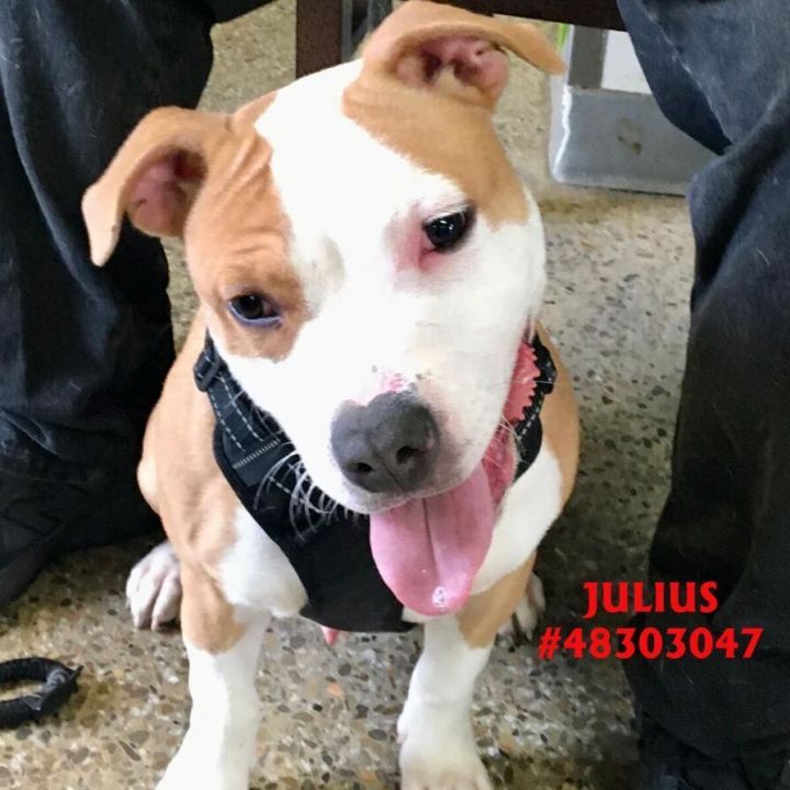 Julius , an adoptable Pit Bull Terrier Mix in Wilkes Barre, PA_image-2