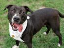 PARKER's profile on Petfinder.com