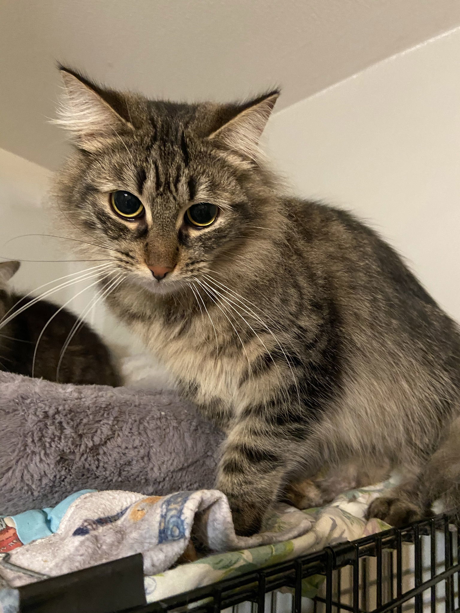 Casey, an adoptable Domestic Long Hair in Markham, ON, L3R 9A8 | Photo Image 3