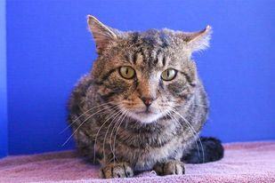 Samuel, an adoptable Domestic Short Hair in Powell, OH_image-2