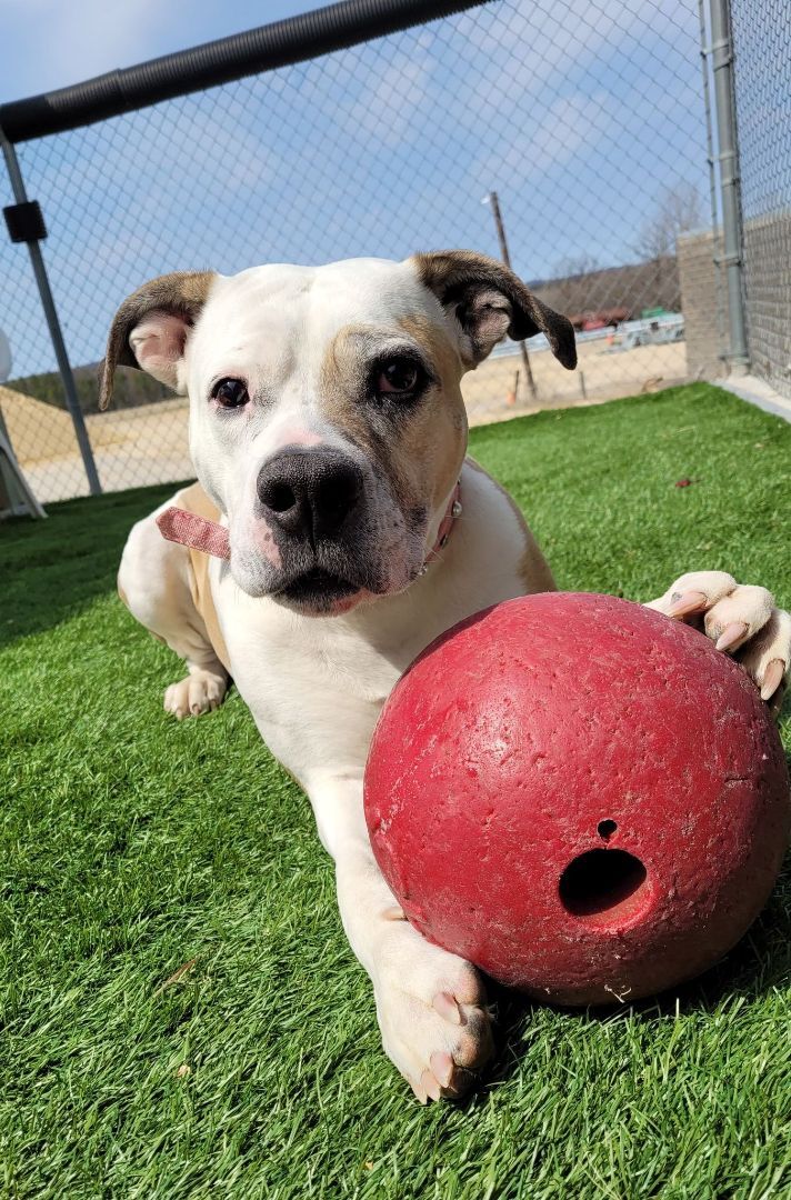 Molly, an adoptable American Bulldog Mix in Sparta, WI_image-3