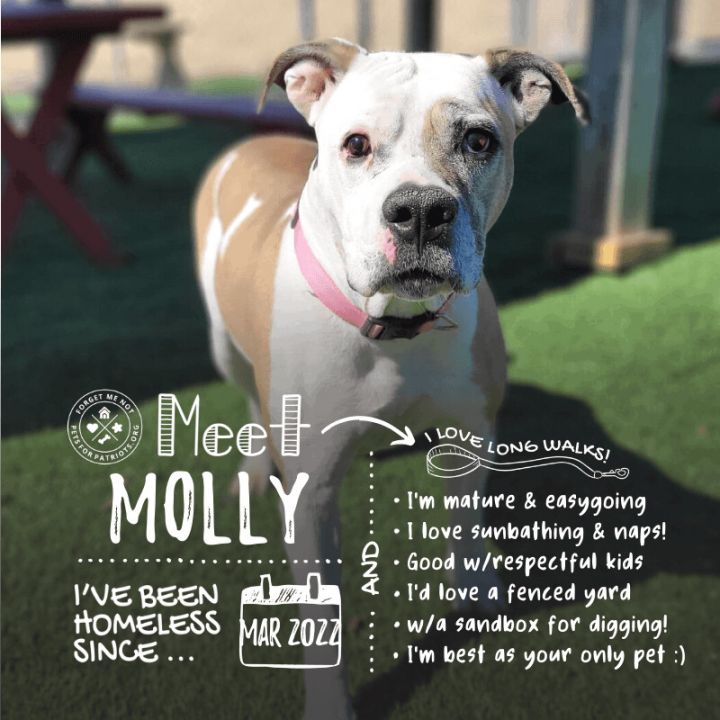 Molly, an adopted American Bulldog Mix in Sparta, WI_image-3