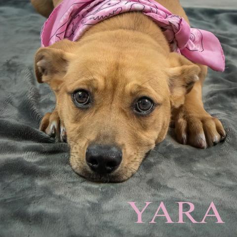 Yara 03-0809