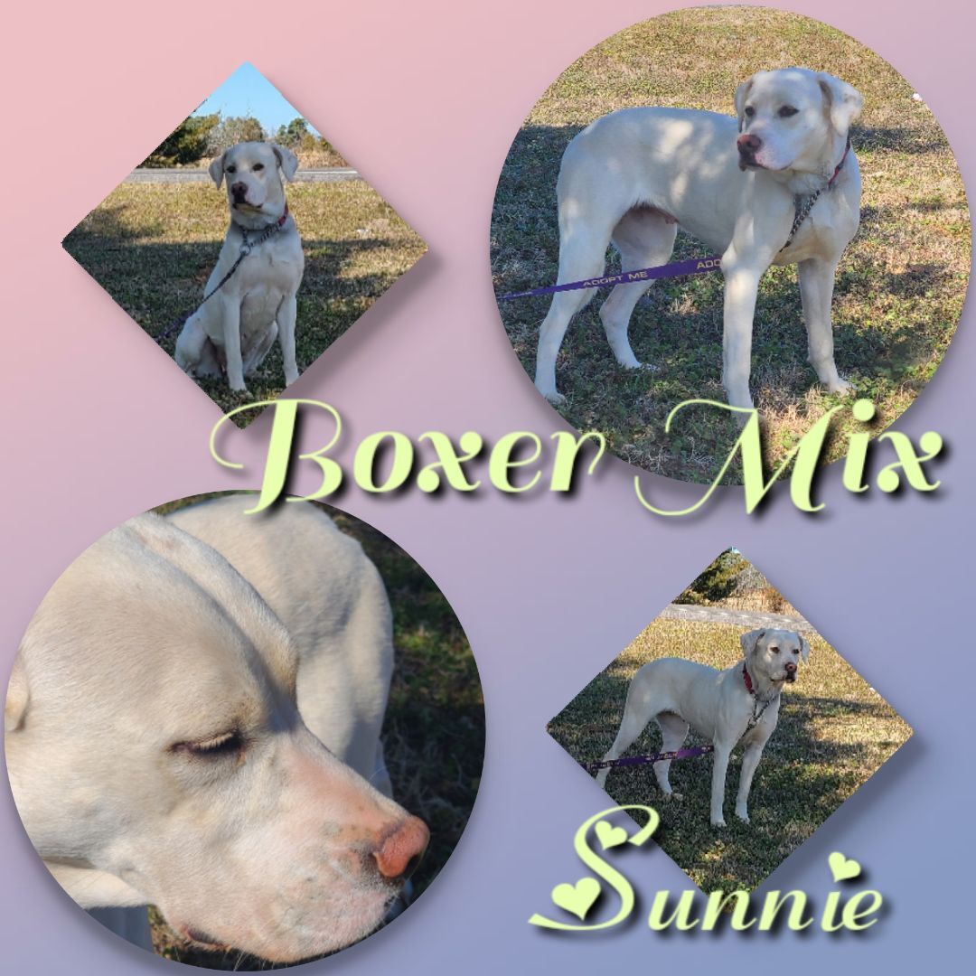 Sunnie, an adoptable Boxer, Mixed Breed in Ashdown, AR, 71822 | Photo Image 1