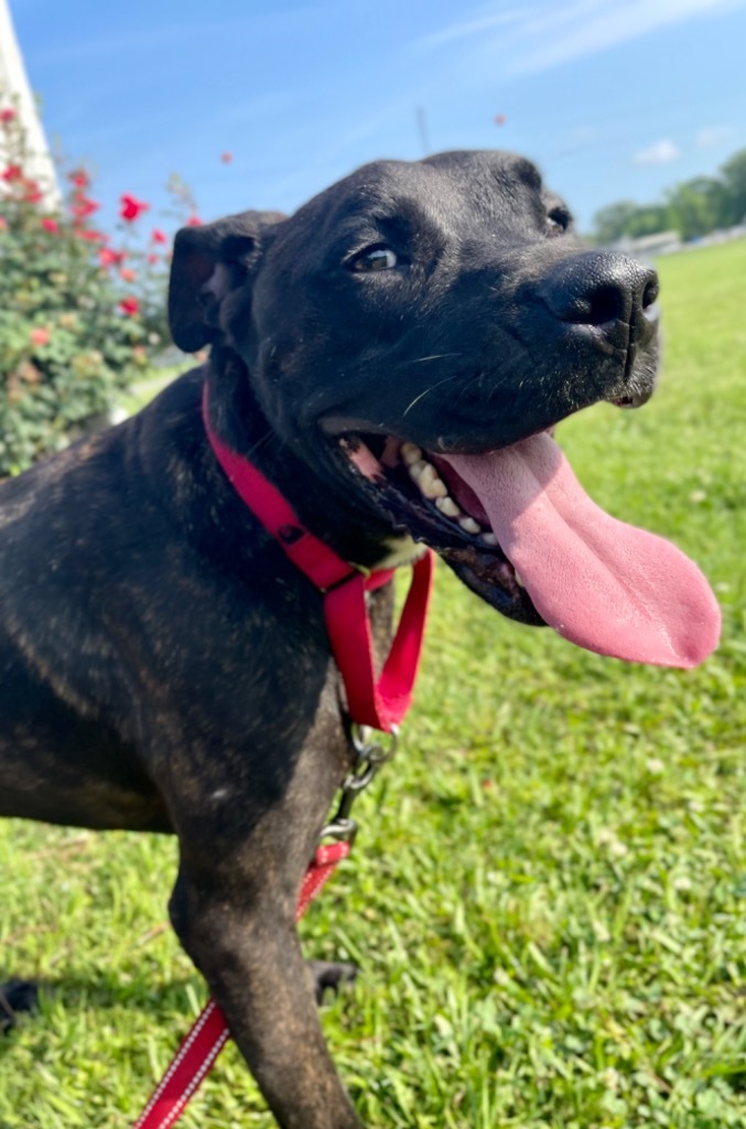 Koda, an adoptable Labrador Retriever, Mixed Breed in Saint Francisville, LA, 70775 | Photo Image 1