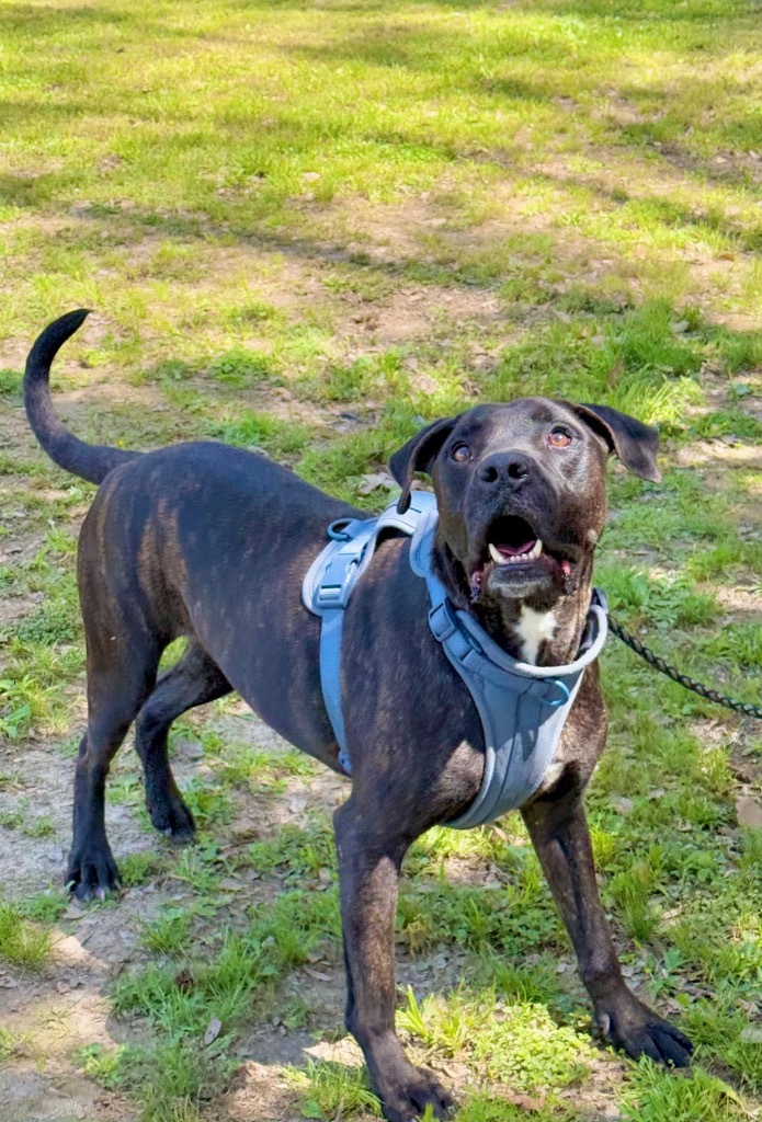Koda, an adoptable Labrador Retriever, Mixed Breed in Saint Francisville, LA, 70775 | Photo Image 1