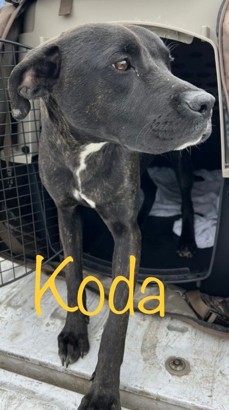 Koda, an adoptable Labrador Retriever, Mixed Breed in Saint Francisville, LA, 70775 | Photo Image 2