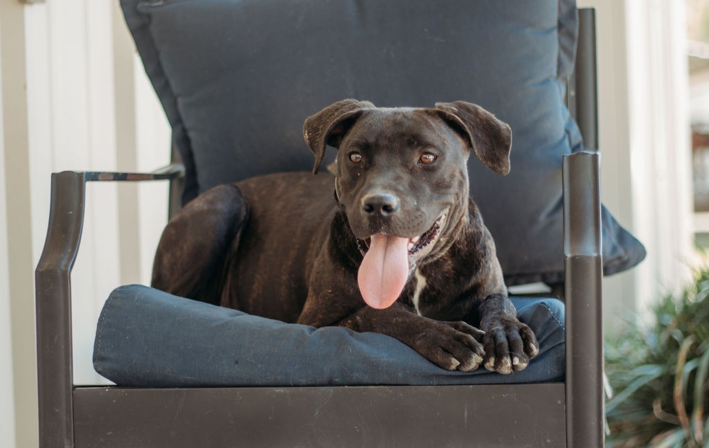 Koda, an adoptable Labrador Retriever, Mixed Breed in Saint Francisville, LA, 70775 | Photo Image 3