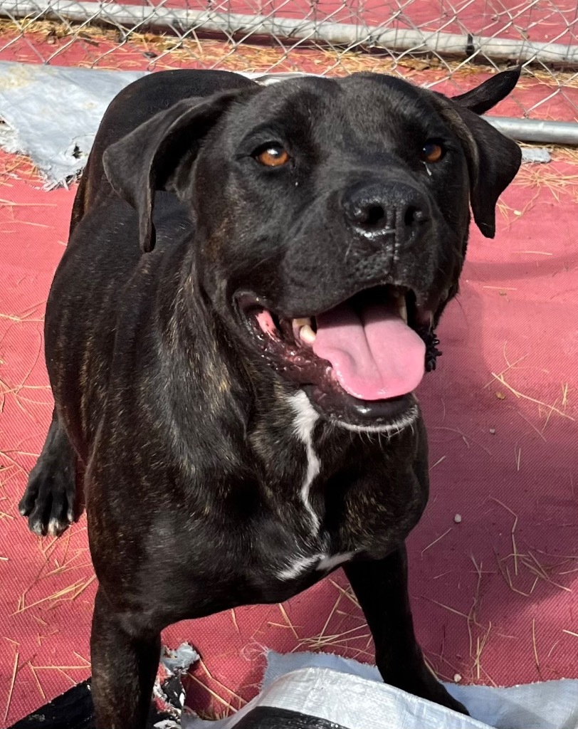 Koda, an adoptable Labrador Retriever, Mixed Breed in Saint Francisville, LA, 70775 | Photo Image 4