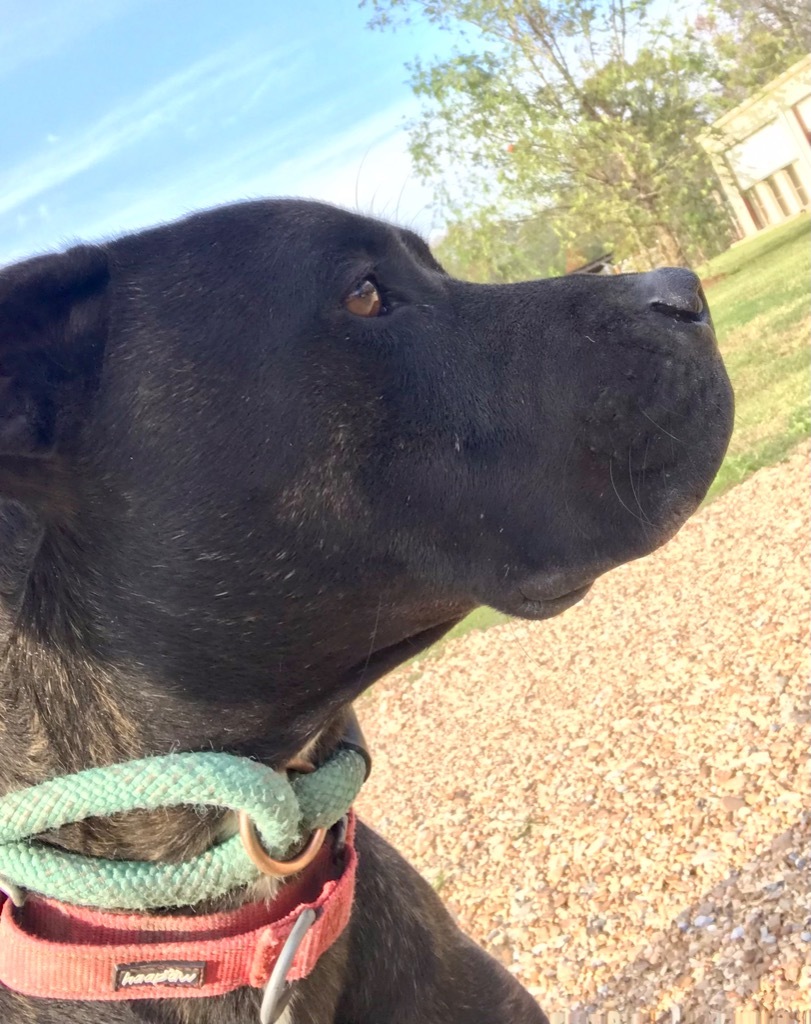 Koda, an adoptable Labrador Retriever, Mixed Breed in Saint Francisville, LA, 70775 | Photo Image 5