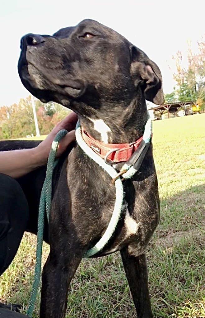 Koda, an adoptable Labrador Retriever, Mixed Breed in Saint Francisville, LA, 70775 | Photo Image 6