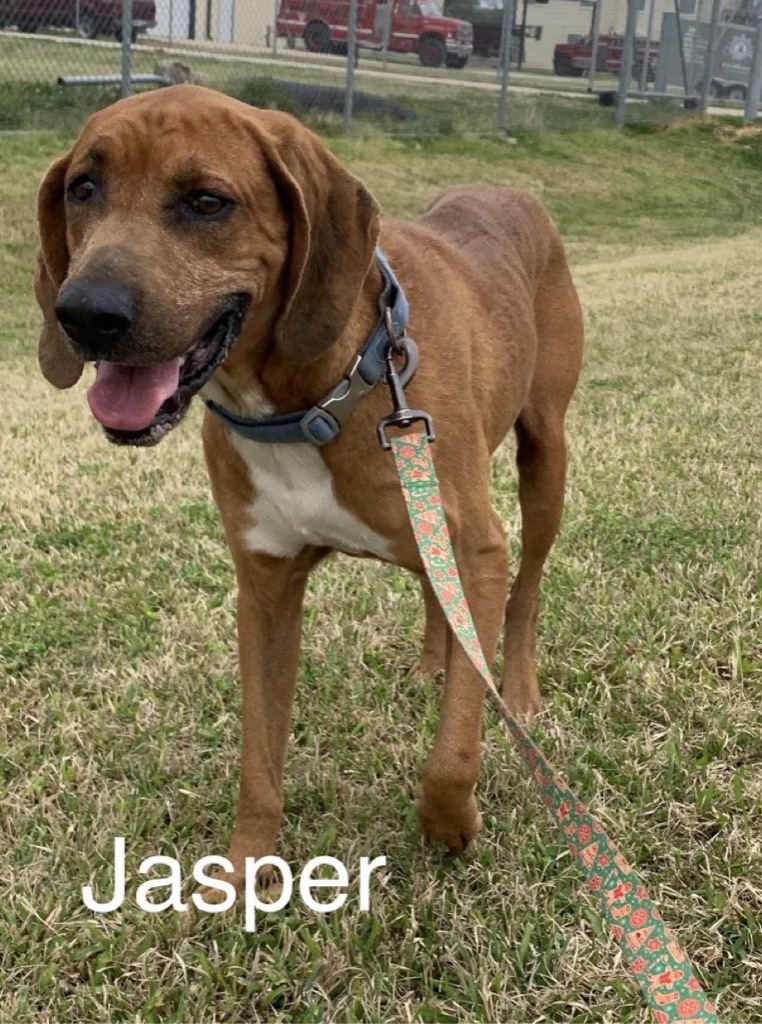 Jasper