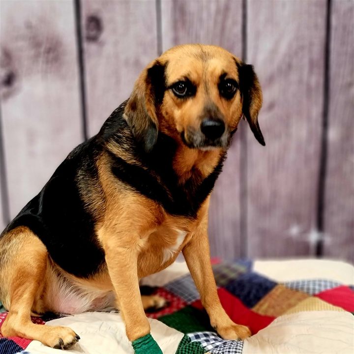 Harley, an adoptable Hound Mix in Elizabethtown, PA_image-1