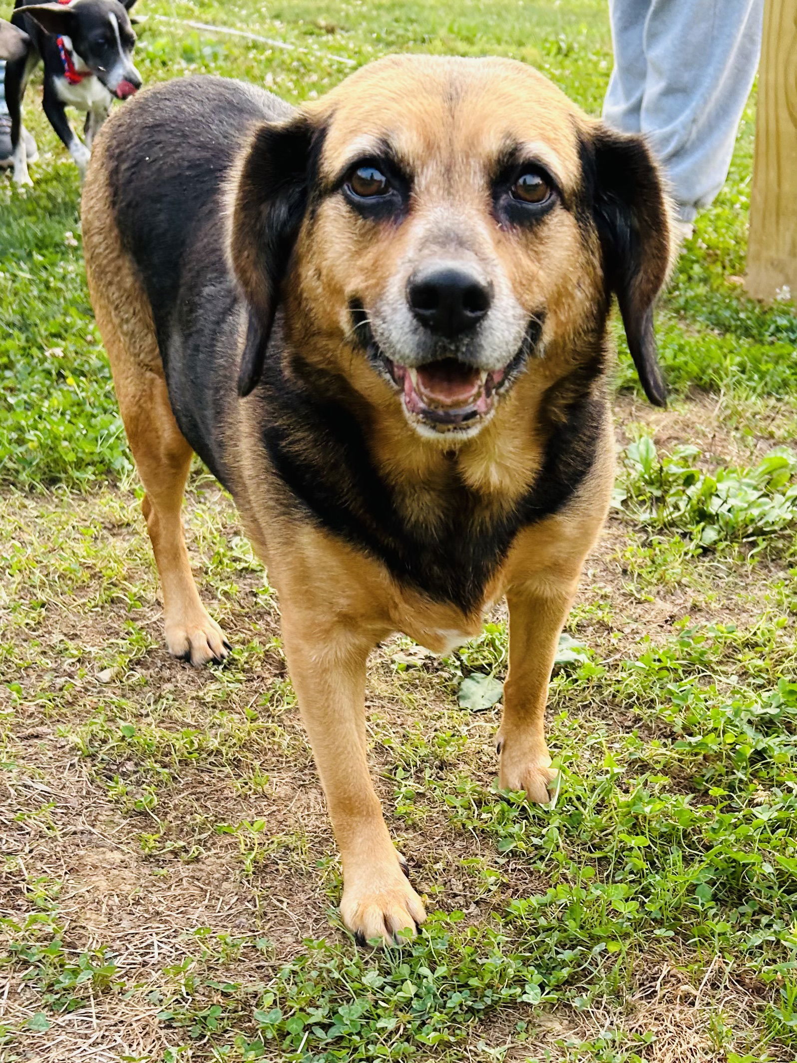 Harley, an adoptable Hound in Elizabethtown, PA, 17022 | Photo Image 1
