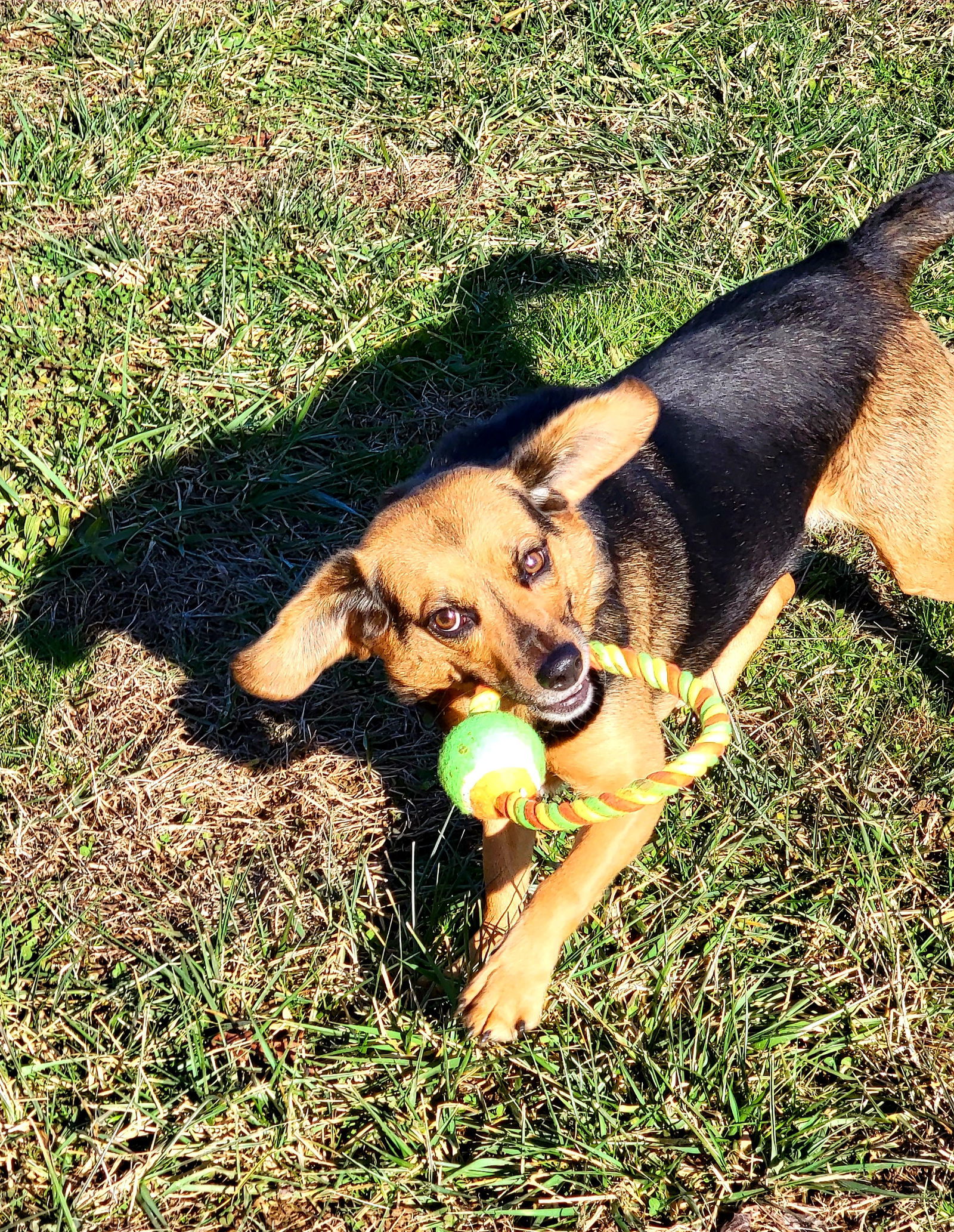 Harley, an adoptable Hound in Elizabethtown, PA, 17022 | Photo Image 2