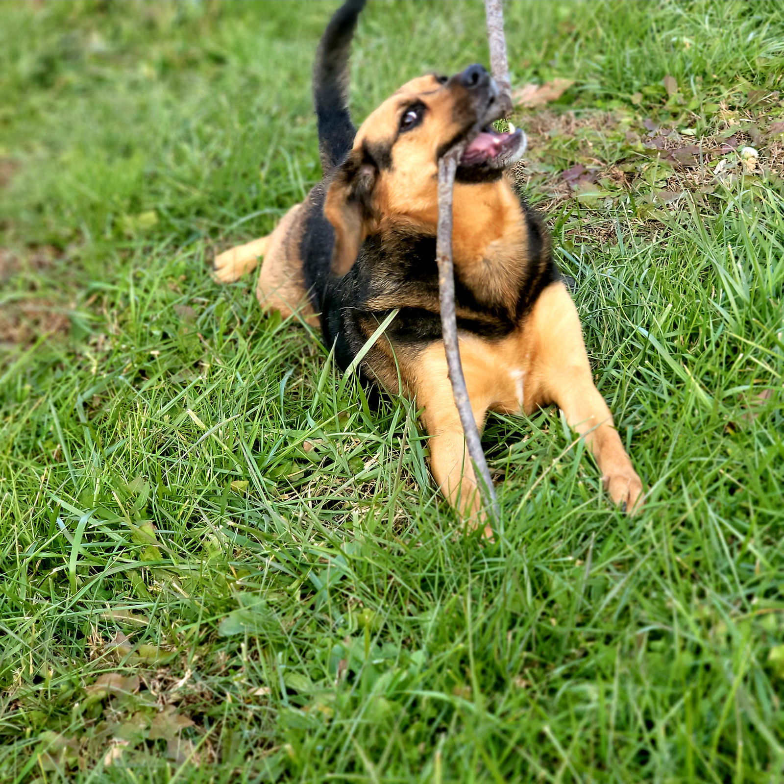 Harley, an adoptable Hound in Elizabethtown, PA, 17022 | Photo Image 3