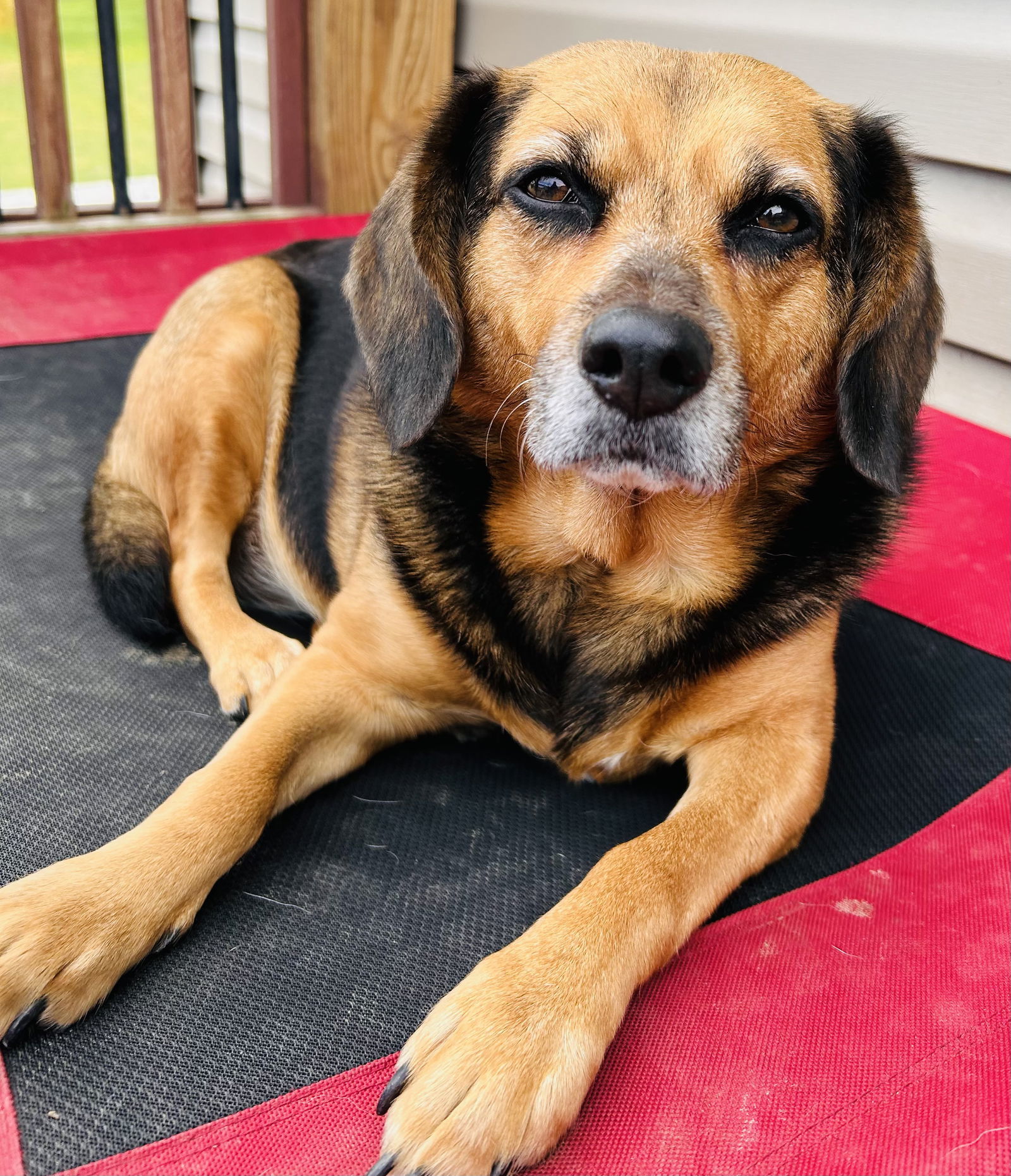 Harley, an adoptable Hound in Elizabethtown, PA, 17022 | Photo Image 3