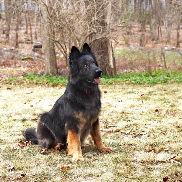 Black haired outlet german shepherd