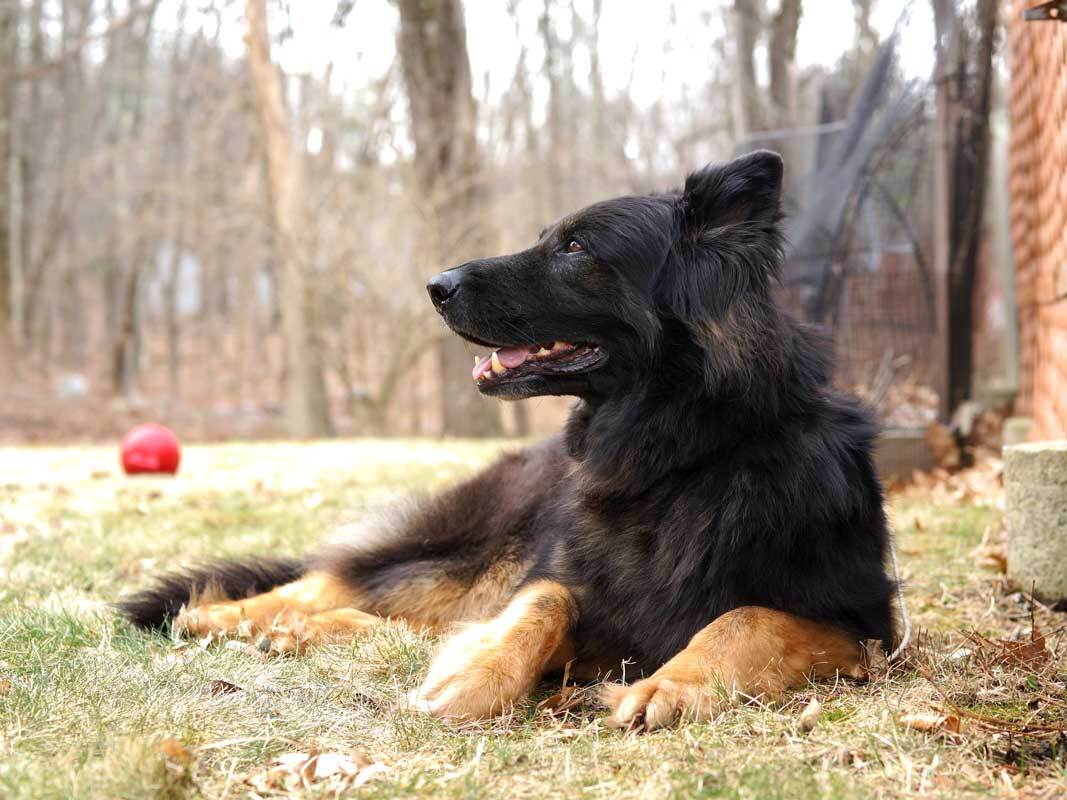 Guinness, an adoptable German Shepherd Dog in Wayland, MA, 01778 | Photo Image 2