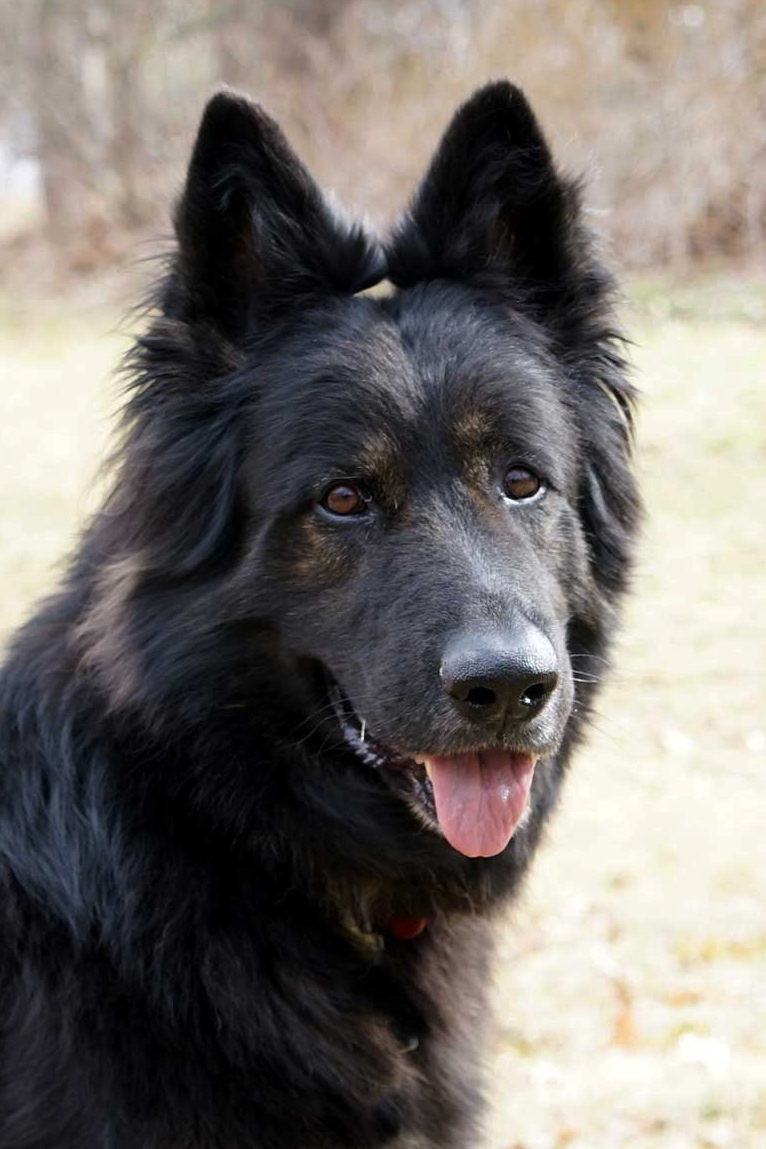 Guinness, an adoptable German Shepherd Dog in Wayland, MA, 01778 | Photo Image 3