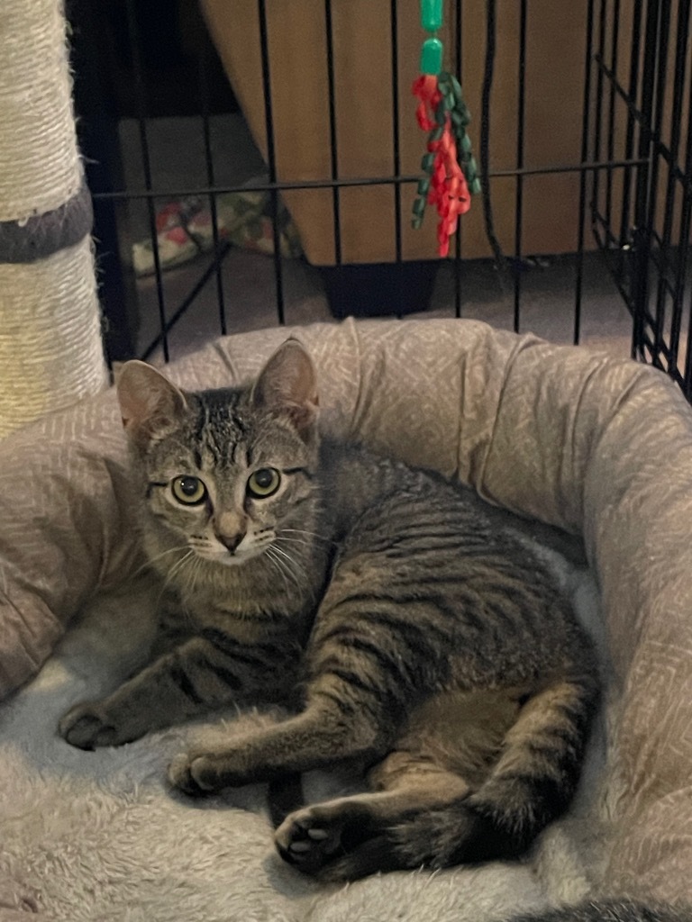 Maria, an adoptable Domestic Short Hair in Brainardsville, NY, 12915 | Photo Image 1