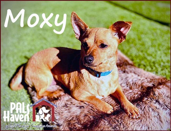 Moxy