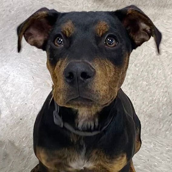 Cal, an adoptable Boxer & Rottweiler Mix in Oklahoma City, OK_image-1